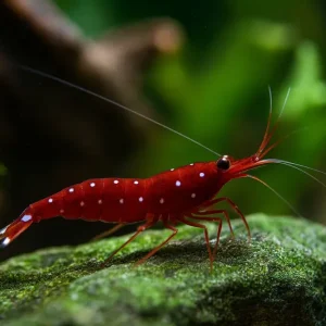 Top-Preis Sulawesi Kardinalsgarnele - Caridina dennerli